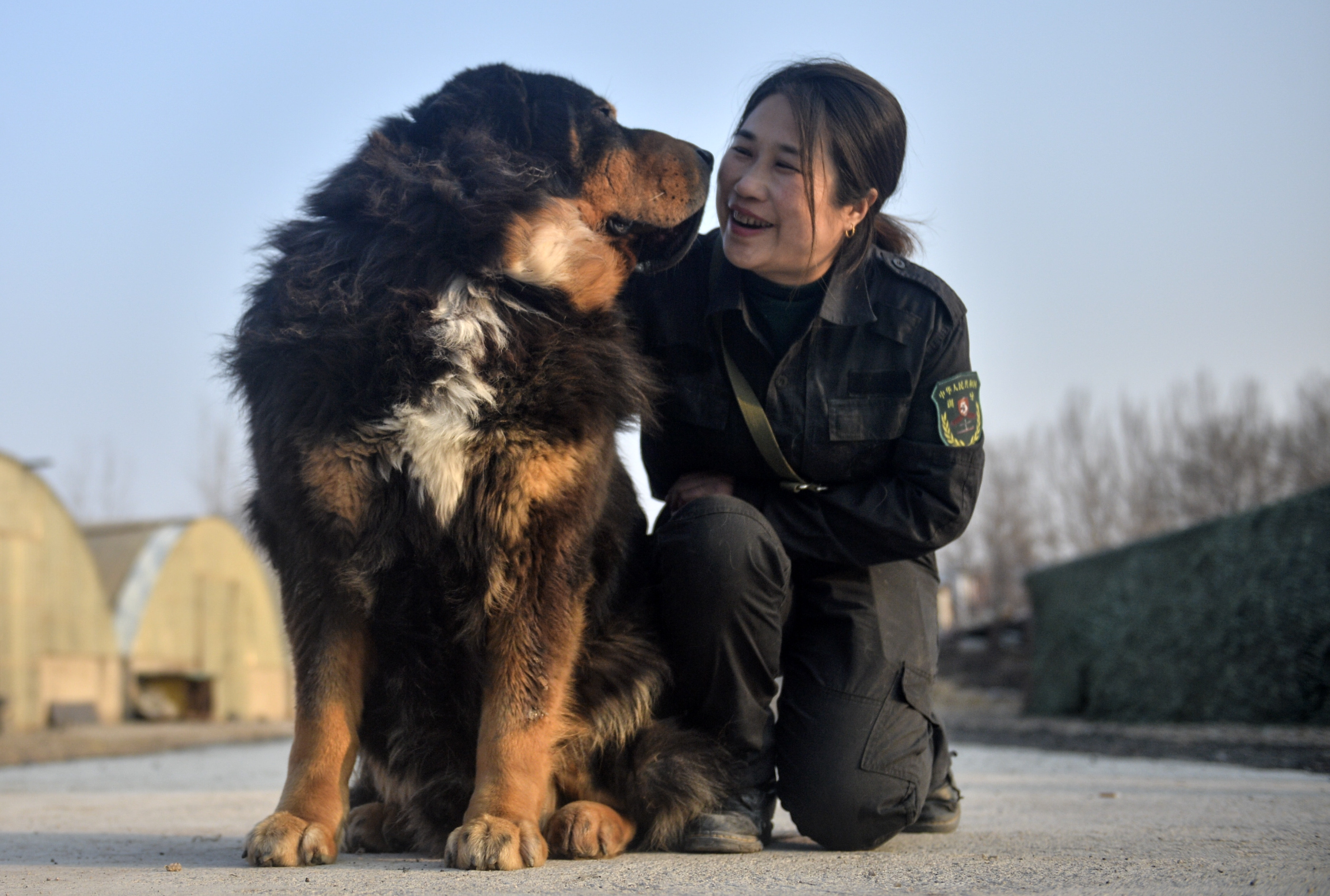 "赛虎"是张丽训练的其中一只大型猛犬,平日里,她还要对拉布拉多犬