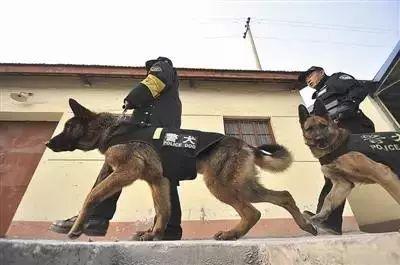 狗界高材生身穿制服警犬也有俏皮的一面