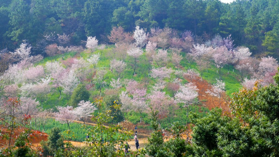 走在油菜花丛中赏樱花—岳阳羊角山生态博览园