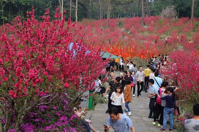 位于青秀山的桃花岛,是南宁人赏桃花最近的地方.