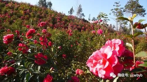 大理茶花谷,天地间最柔情浪漫的山谷,约吗?