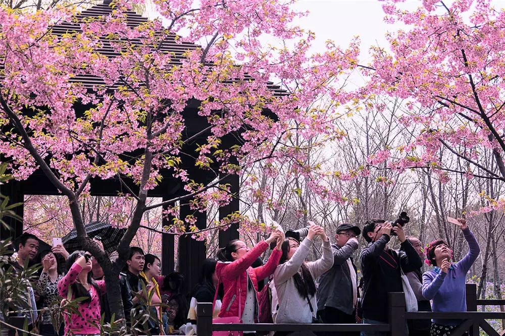 今年的上海樱花节开幕啦~~送上最全赏樱攻略~|上海生活