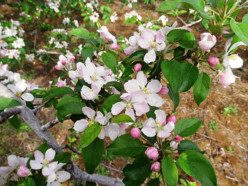 都知昭通苹果甜,清香美丽的苹果花你见过吗?