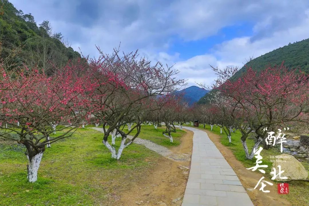 九峰山梅花已陆续凋谢,还没去赏梅的小伙伴一定要趁早,本周应该是今年