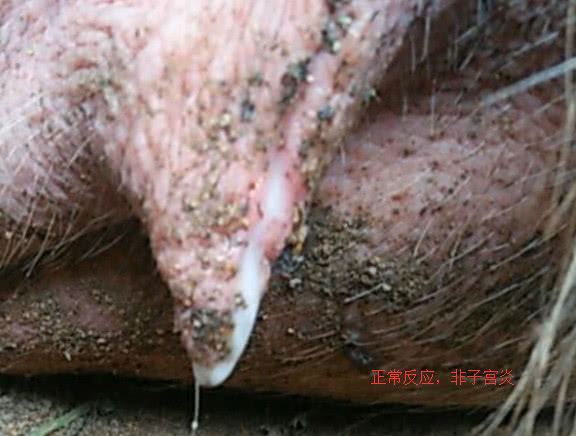 排卵的一个流水反应,误判为母猪子宫炎,看下图,像这种情况属于正常