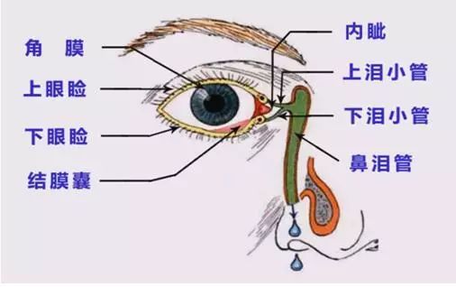 视频:滴眼液的使用方法 熟知眼睛的各个部位,是我们正确使用滴眼液的