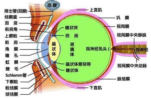 做眼睛近视手术的原理_做近视手术前必须要做眼部检查,医生根据检查的结果,评估你是否适合(3)