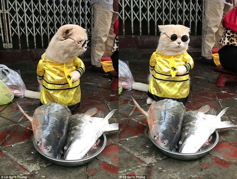 越南"黄袍猫"卖鱼为生成网红