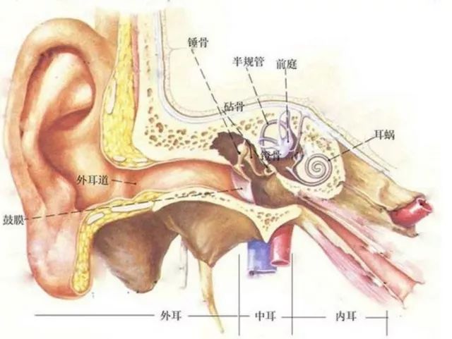 耳部结构分为 :外耳,中耳及内耳.