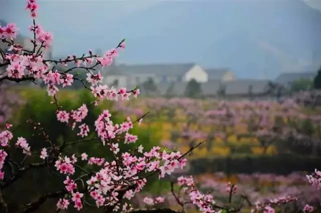 宁波   奉化溪口   桃花