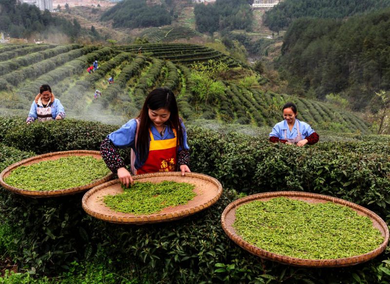 七,采春茶推介线路(一)万州区太安镇凤凰茶乡(二)巴南区二圣白象山