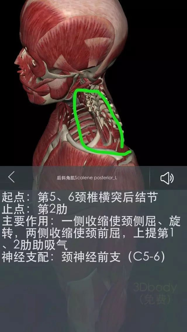 解剖基础—颈部肌肉知多少