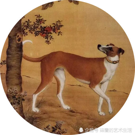 雪爪卢 从画中看,多数都是猎犬,细腰,应该都是乾隆皇帝狩猎时跟随的