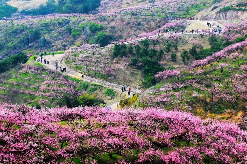 第八届源东桃花节