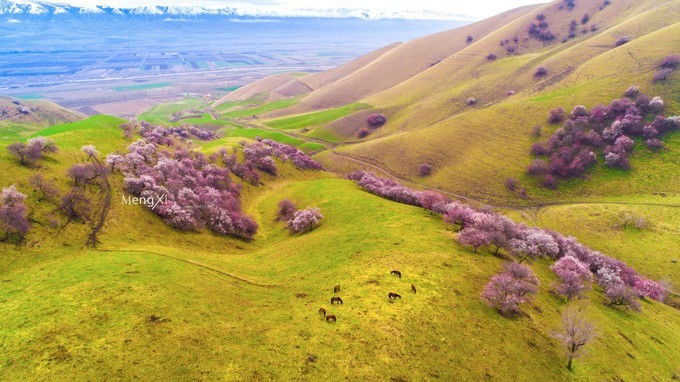 八千公里新疆自驾航拍中国里的伊犁野杏花