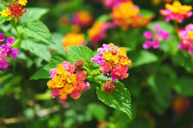 狗屎花狗牙花又名豆腐花,狮子花.