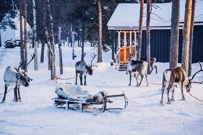 想要获取这个驾驶证,只要在芬兰旅行途中参加一次驯鹿拉雪橇的行程