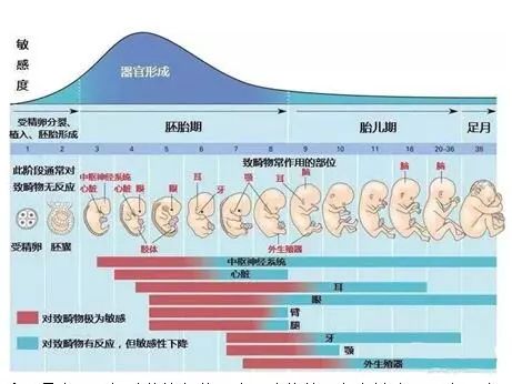 准妈妈的心头之痛—胚胎停止发育!