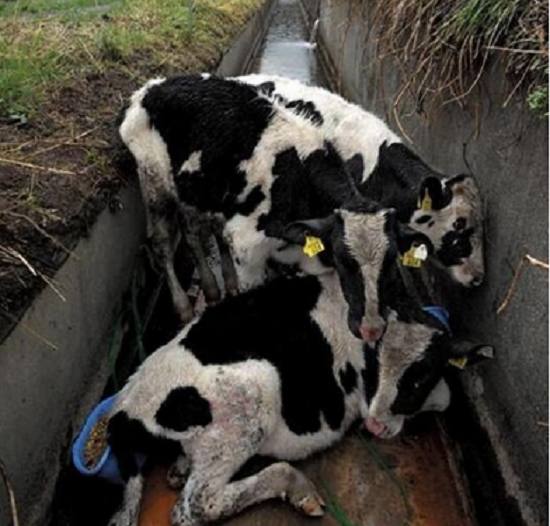 奶牛似乎受到了辐射感染,病病殃殃,瘦了很多.