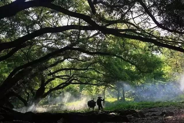 除了醉人的海上风光,岸上的古老榕树林也是百年难遇的美景,参天的榕树