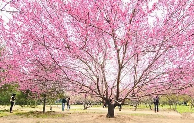 中国海洋大学崂山校区:樱花大道是校园最美的地方