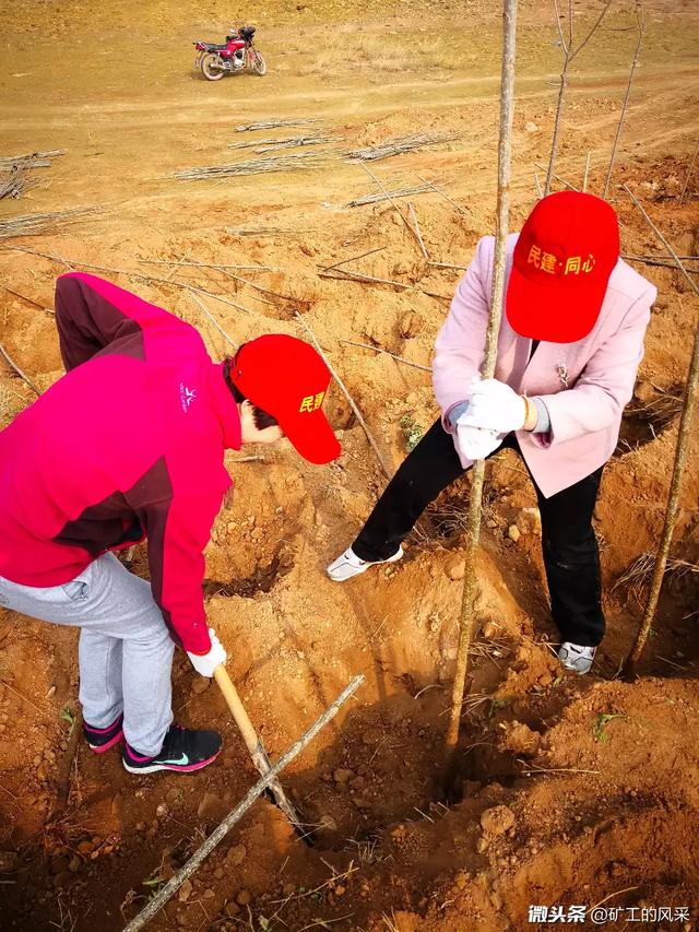 济源民建一行三十余人来到了位于黄河边的黄河三峡景区,挖坑,植树