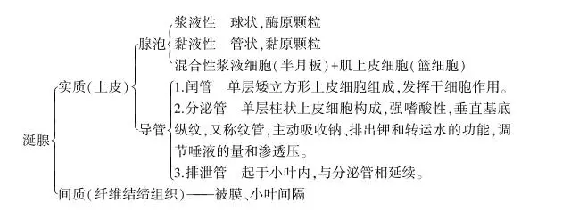 中呈泡状,在黏液腺与混合腺中呈管泡状,故统称为腺泡;导管系统由闰管