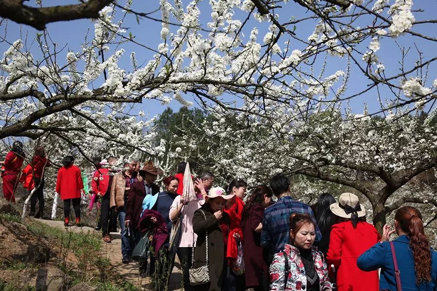 推荐 重庆铜梁花果山迎来桃李缤纷赏花季