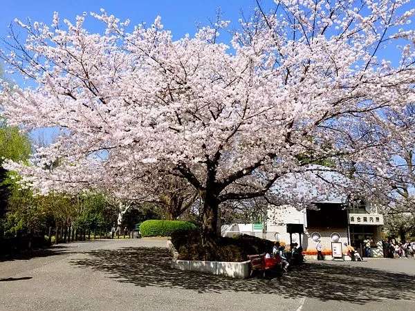 上野公园 染井吉野