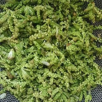 野菜,下面这些野菜最近也在大量上市快来看看都有些什么吧~苦凉菜做法