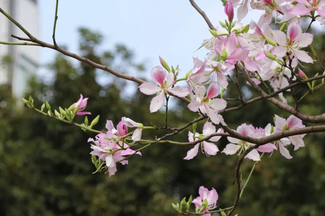 你好,我是三月的宫粉紫荆.