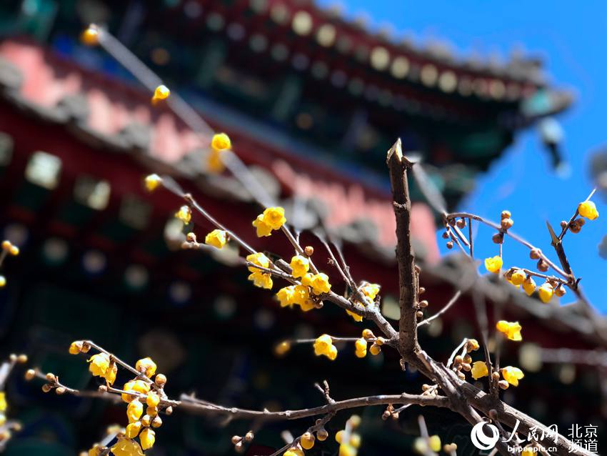 约起!北京植物园卧佛寺里的腊梅开得正艳!