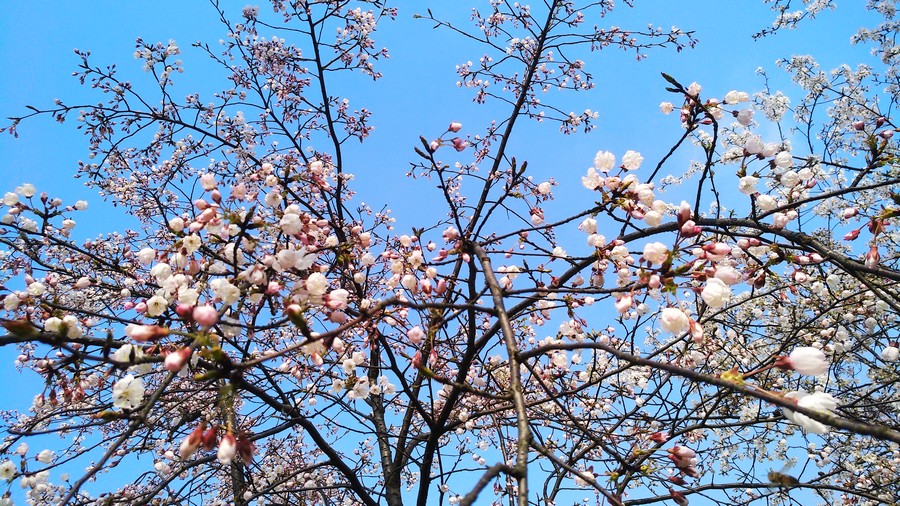 走在油菜花丛中赏樱花——岳阳羊角山生态博览园