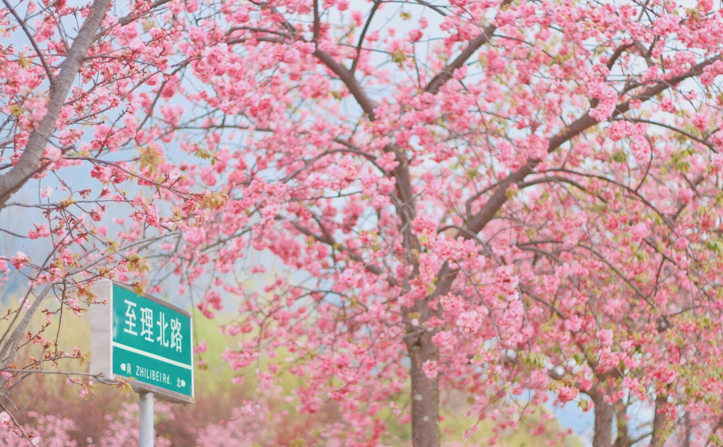 繁花季，春暖日，游园时。——句容天王樱花… - 高清图片，堆糖，美图壁纸兴趣社区