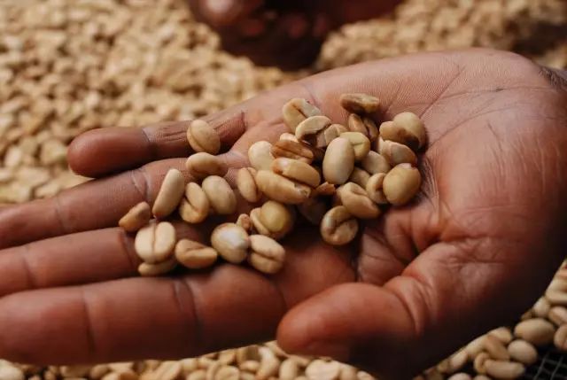 布隆迪非洲之心 | 咖啡工房研习课室
