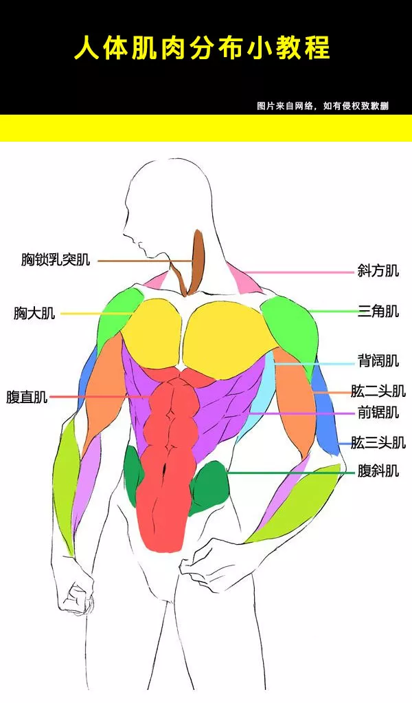 人体肌肉分布,学画画就得记住这些