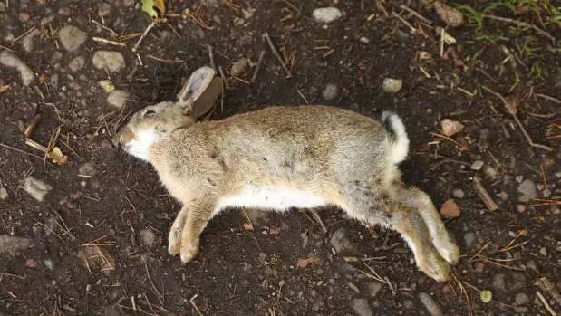 新西兰计划释放"杀兔病毒,家养的萌萌兔怎么办?