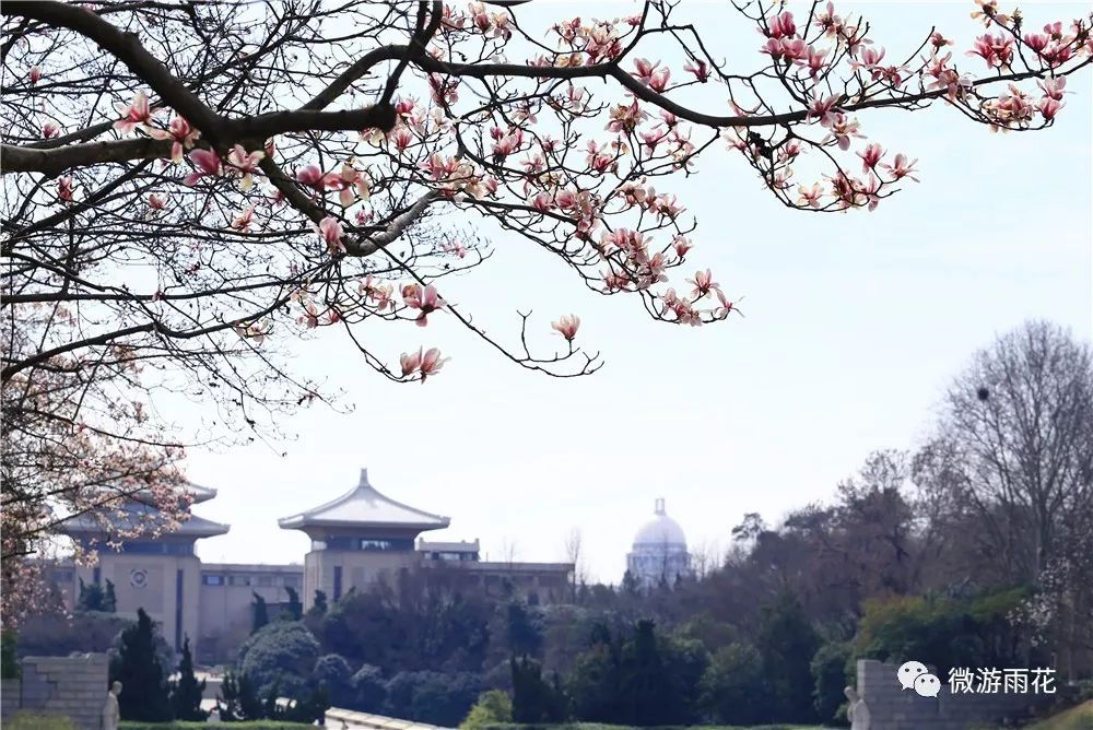 社会 正文 在3月初 这个南京还分不出春夏秋冬的时候 玉兰花却静静地