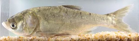 温州土生土长90种淡水鱼第一种就不认识了