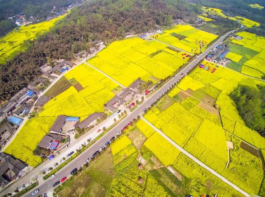 重庆路 | 成都周边最美油菜花海,周末去正好