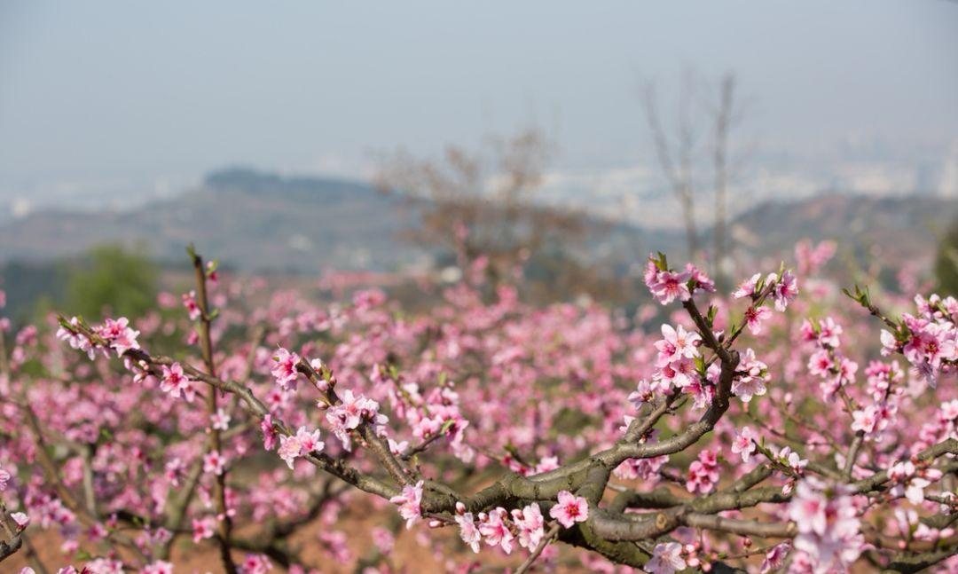 桃花故里