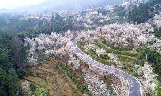 蒲江樱桃山景区由4个自然村组成,分别金花村,韩桥村,官帽村和石燕村.