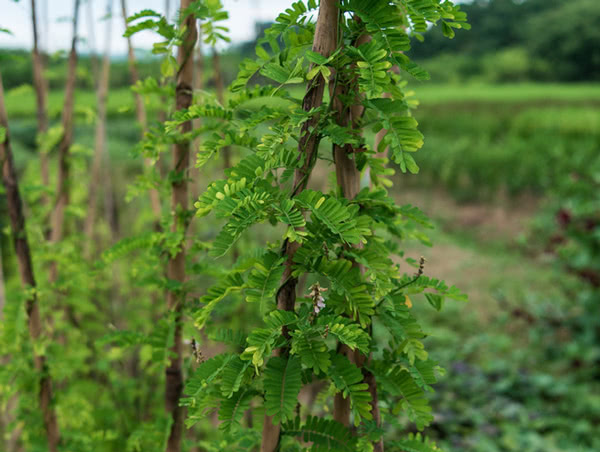 这些野草都用过,慢性咽炎还治不好,你来找我