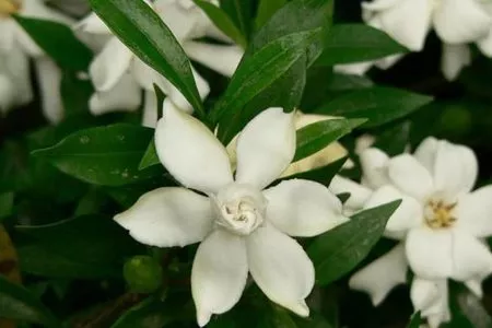 【狭叶栀子】var.angustifolia nakai.,花朵与其他品种相同,只是