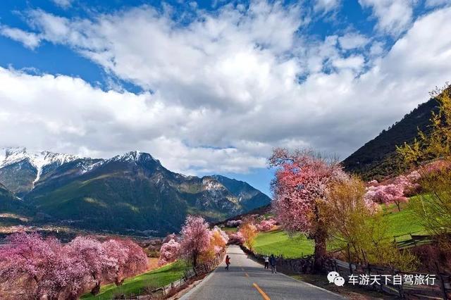 林芝桃花季期间,林芝各县桃花盛开时间依次为朗县>巴宜区>波密县>米林