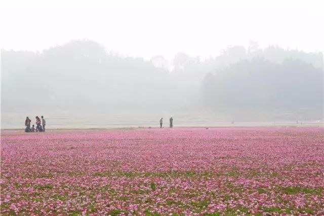 实拍公平湖紫云英花海,告诉你最佳观赏期是