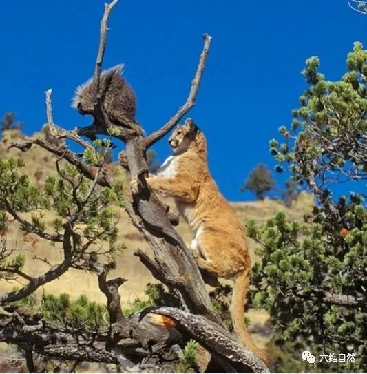 豪猪误以为爬树就能躲避山狮猎杀,却不知那是走投无路!