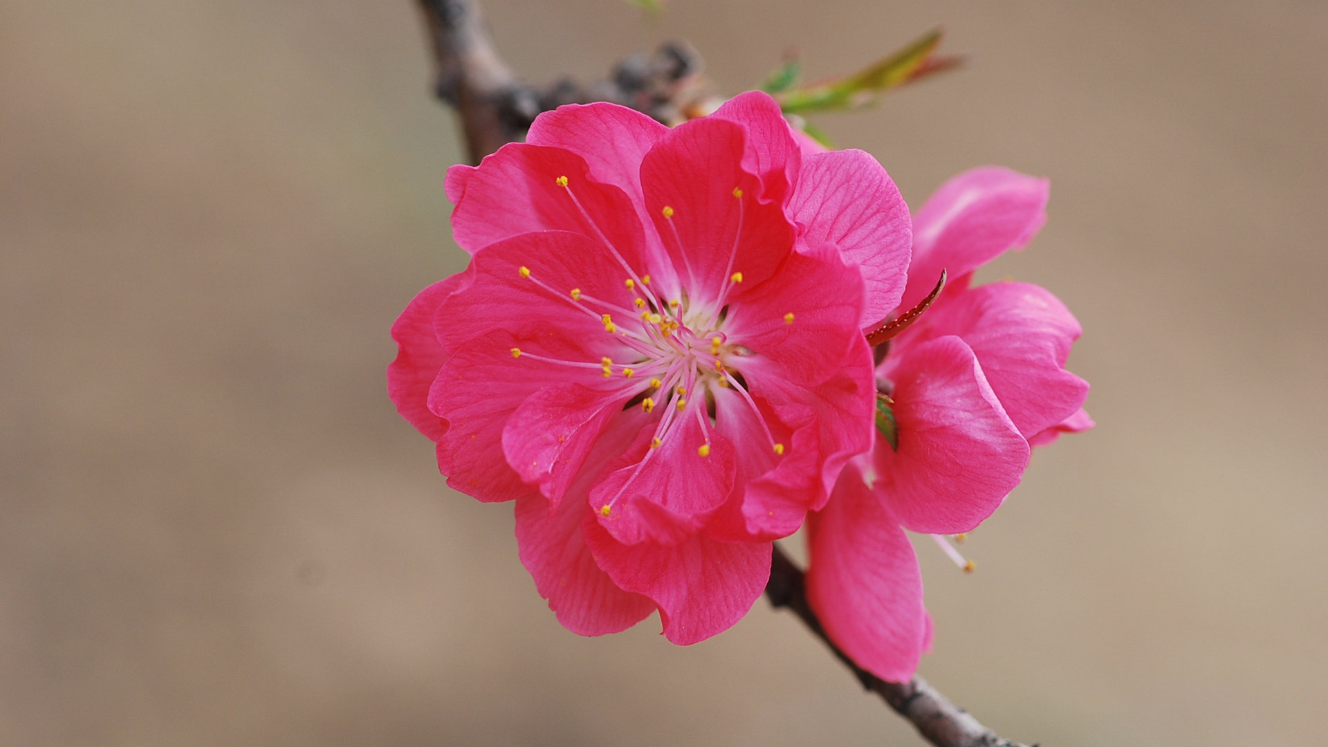 桃花磁力