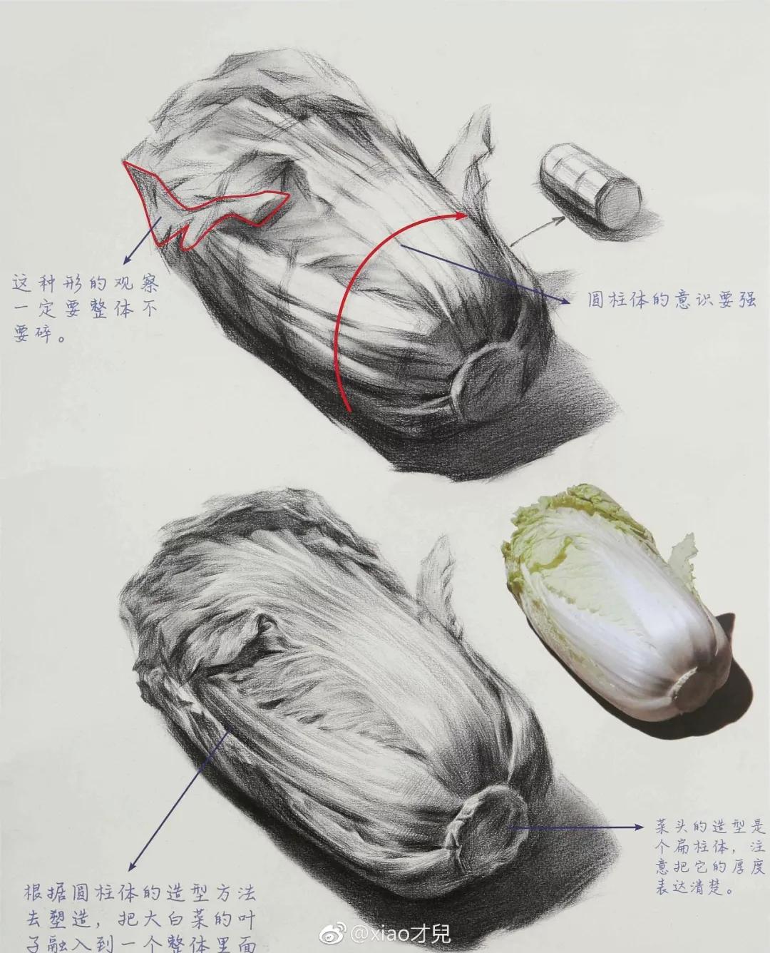 区分三大面,用纸笔拭擦暗面后 再排线 画大白菜时 要注意它的造型 它