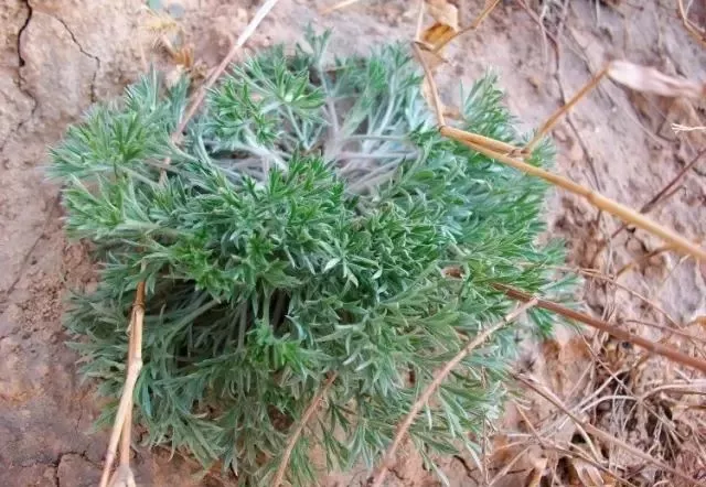 白 蒿拿出一把面粉做油馍,把小蒜切成段放入面粉中,再加入少量的温水